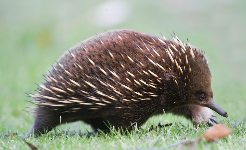 Illustration for article titled 12 Real Animals We Can't Believe Aren't Pokémon
